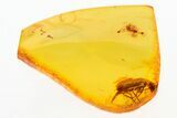 Detailed Fossil False Flower Beetle (Scraptiidae) in Baltic Amber #275482-1